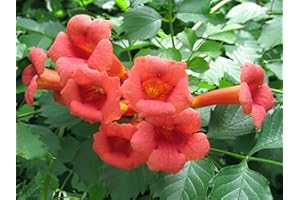 PILESTONE Trumpet Vine - Campsis radicans - 4" Pot with Root 100% Survival Guaranteed