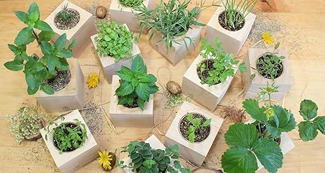 Feel Green Ecocube - Semillas de Fresa ecológicas, Idea de Regalo ...