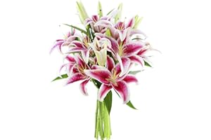 KaBloom PRIME NEXT DAY DELIVERY - Fall Collection - Bouquet of Pink Pop Stargazers: 8 Stargazer Lilies and Greens Vase.Gift for Birthday, Easter, Valentine, Mother’s Day Fresh Flowers