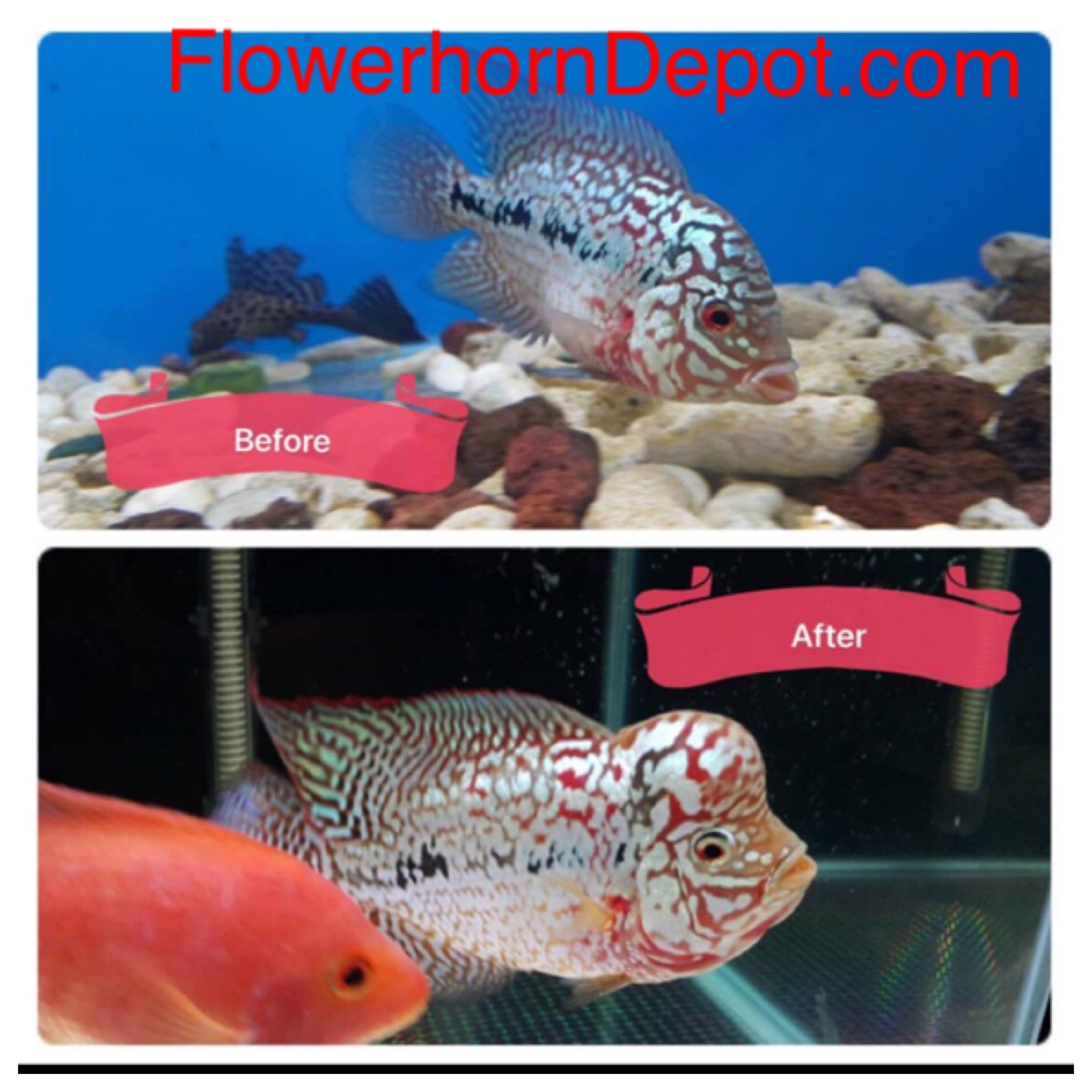 AMGBOOSTER FLOWERHORN Food (Medium) 100gram Buy Online in United Arab