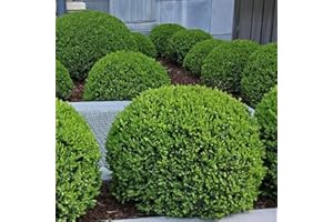 CHUXAY GARDEN Wintergreen Boxwood Seed,Buxus Microphylla 20 Seeeds Evergreen Shrub Landscaping Rocks Ground Cover Excellent Addition to Garden