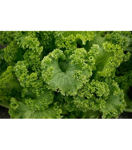 1500 Seven Top Turnip Seeds - Brassica Rapa For Leaf Greens & Sprouts, Grown In USA 6 thumbnail image