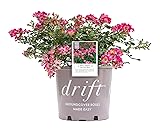 Drift Roses - Rosa Pink Drift (Rose) Rose, pink