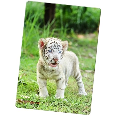 Blanco Tigers imán para nevera, Baby White Tiger, Jumbo / XX-Large ...