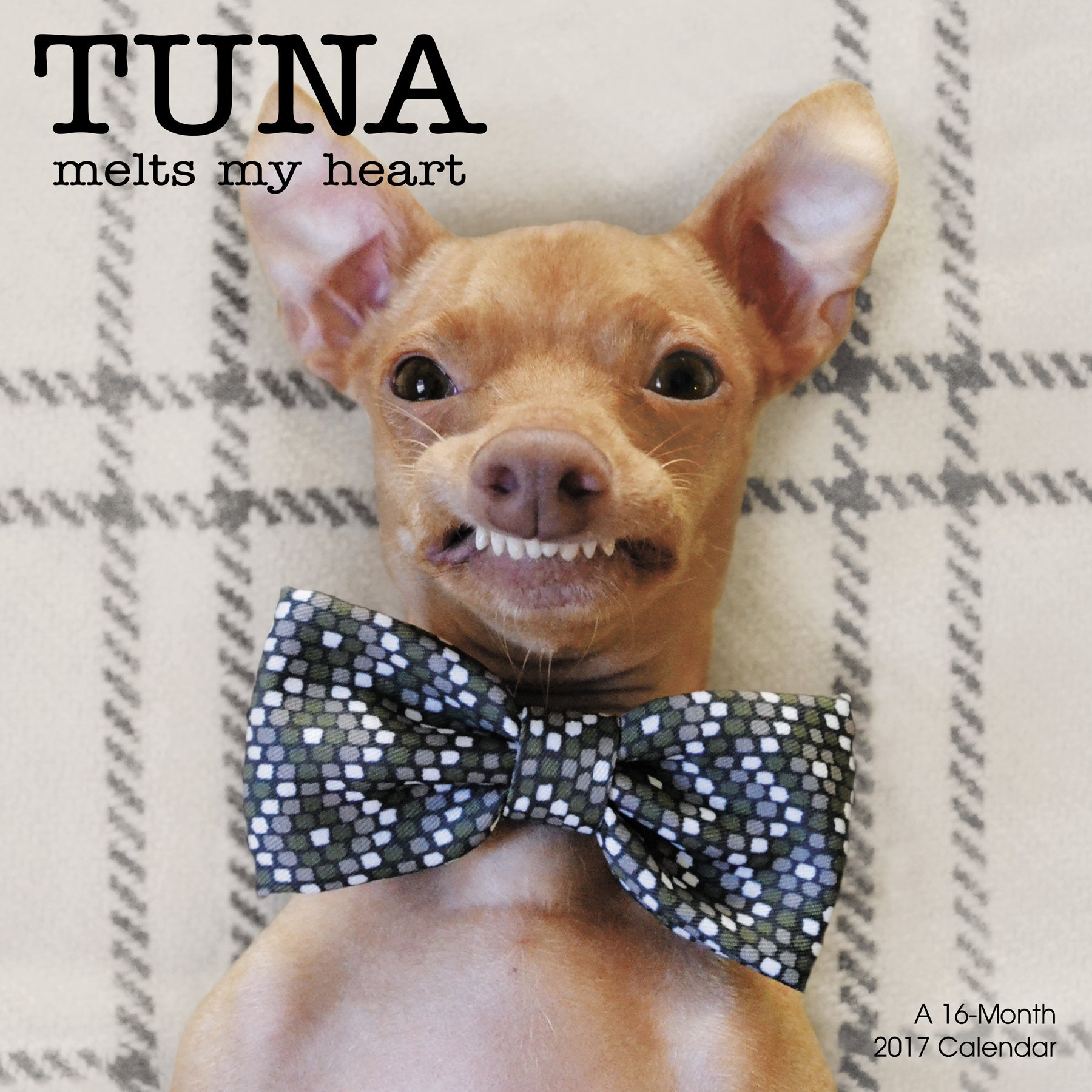 tuna the chihuahua