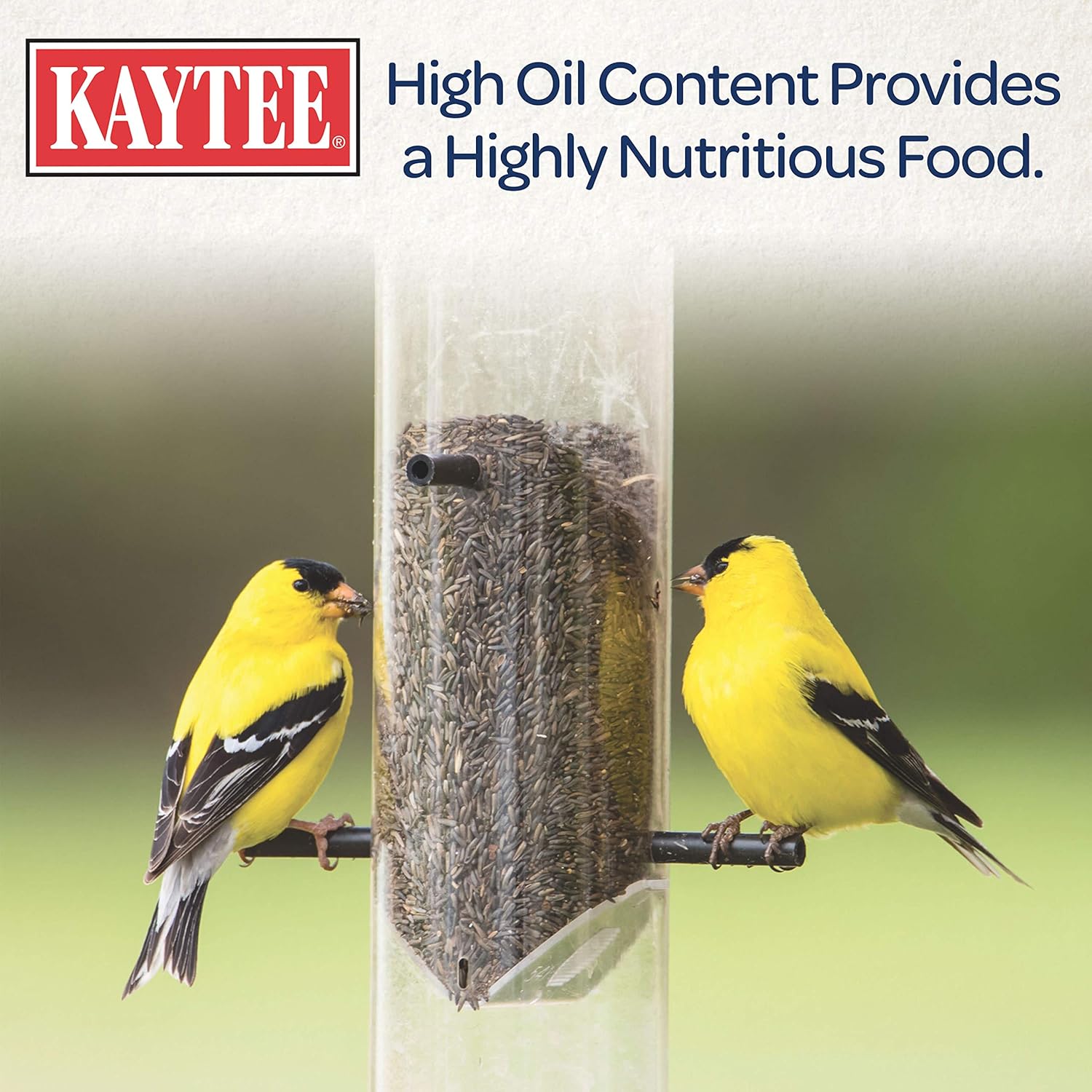 Kaytee Nyjer Thistle Seed, 3 lb: Pet Supplies