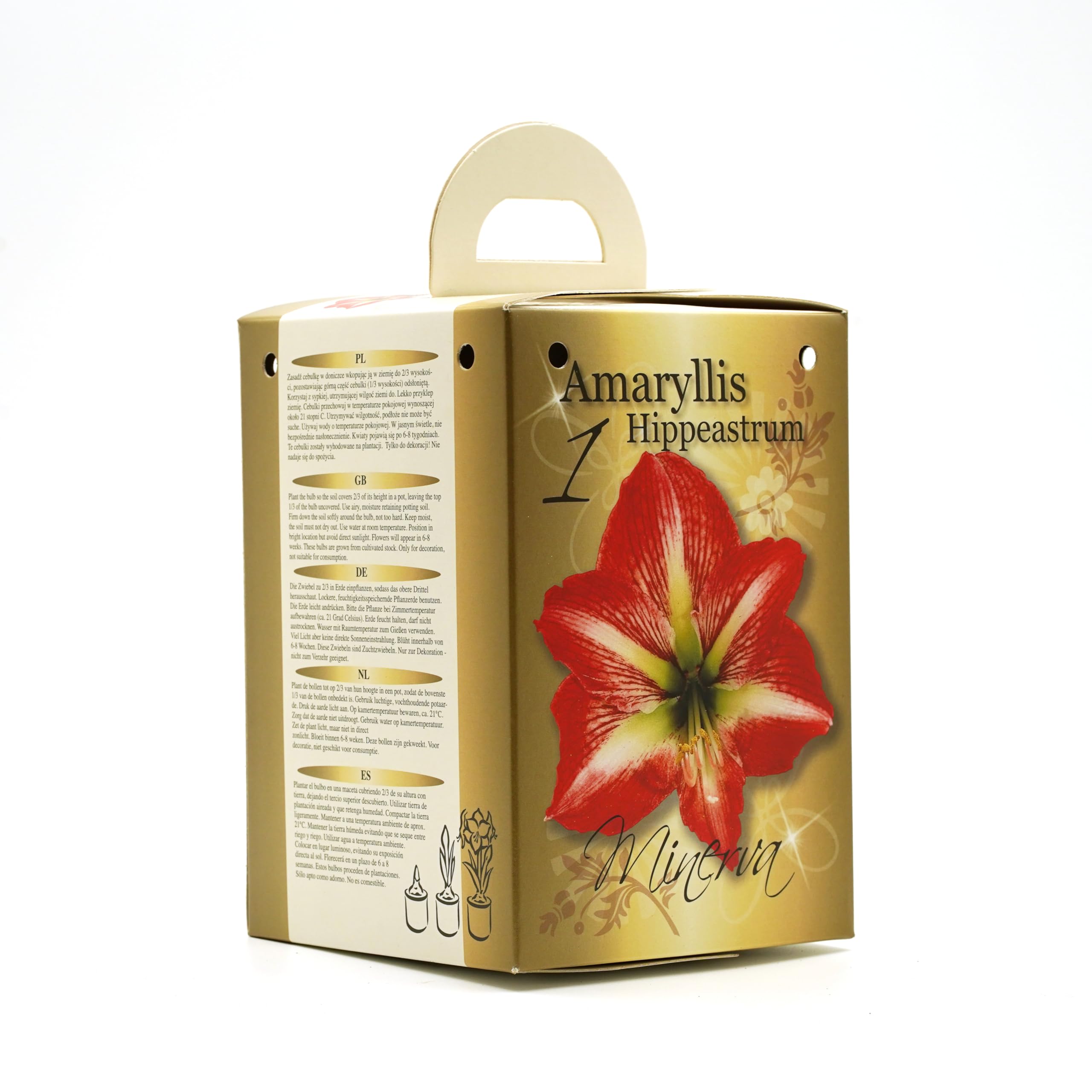 Red & White Amaryllis Flowering Gift Box | Complete Kit with Bulbs | Perfect Festive Flowers | Potting Compost & Pot | Festive Christmas Packaging