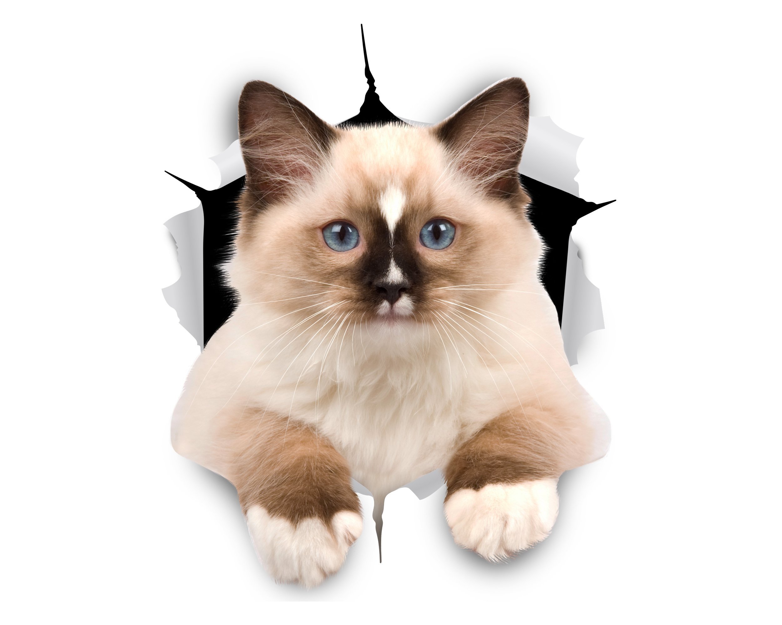 Winston & Bear 3D Cat Stickers - 2 Pack - Brown & White Ragdoll Cat Sticker for Wall, Fridge, Toilet and More