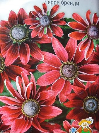 Portal Cool Russian Rudbeckia Hirta Seeds -'Cherry Brandy' Dark Velvet Hybrid