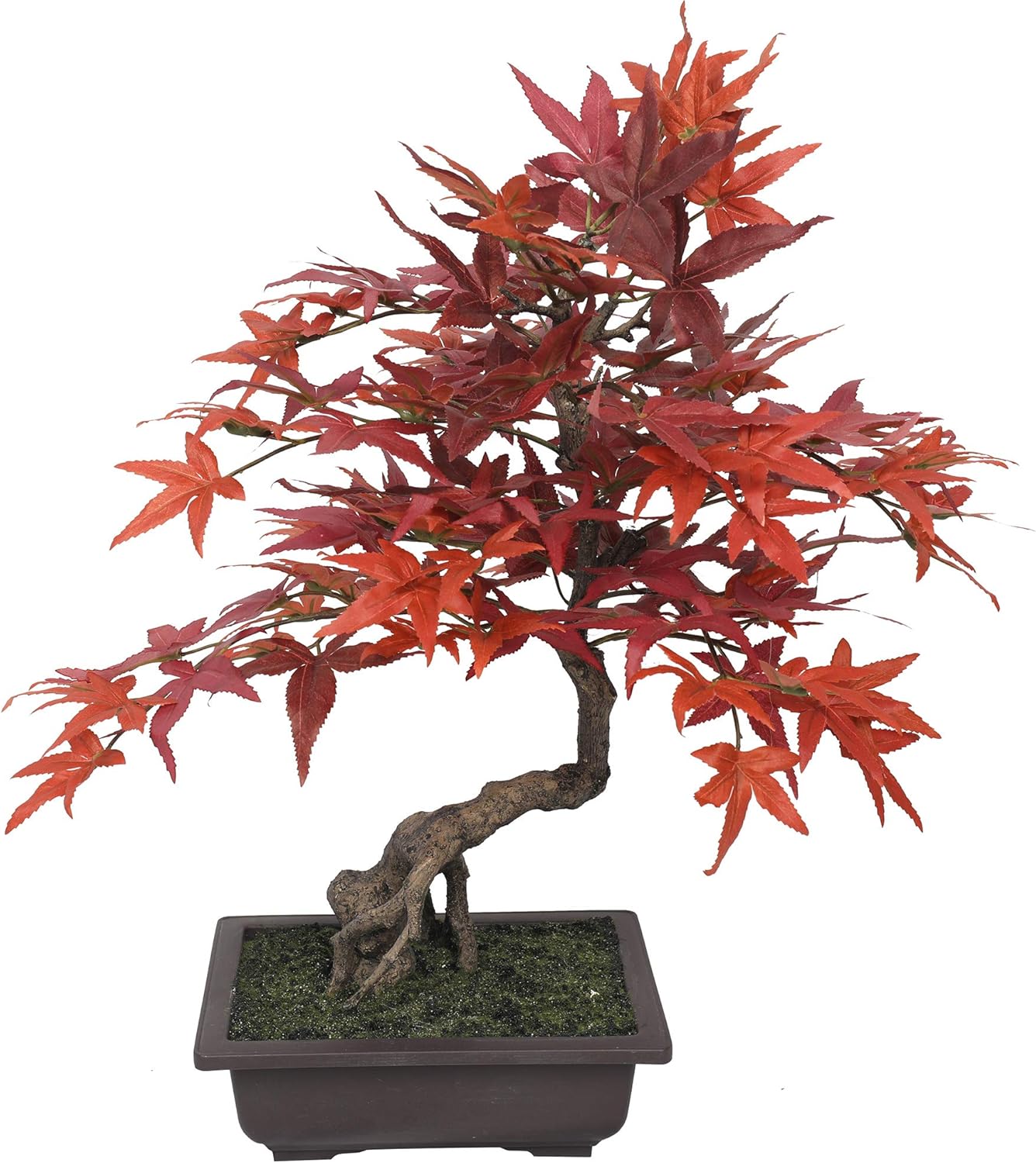 Amazon Com Hx16 W Silk Maple Bonsai Tree W Planter Burgundy Red Home Kitchen Amazon Com Hx16 W Silk Maple Bonsai Tree W Planter Burgundy Red Home Kitchen