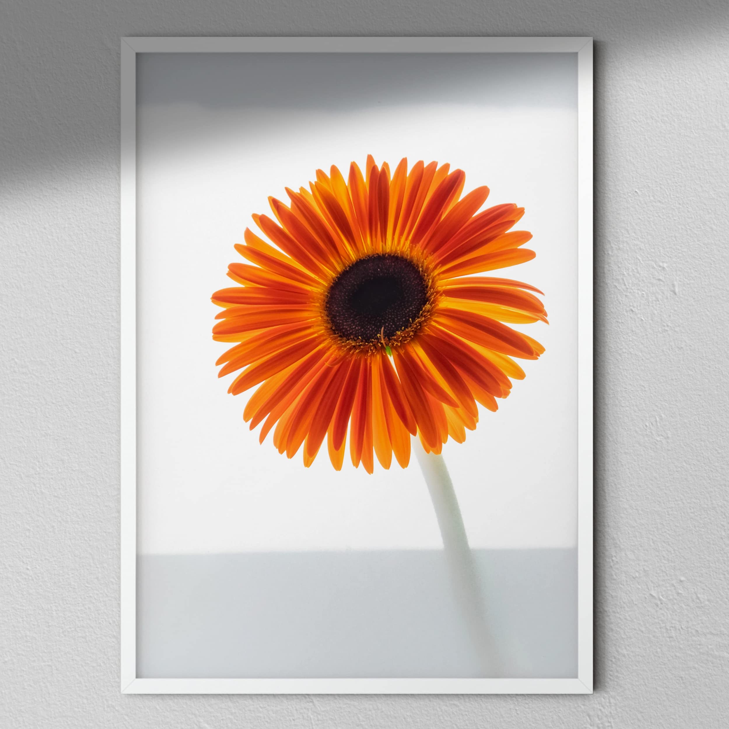 Hygge Creations Gerbera Flower Photograph, White Paper, A4