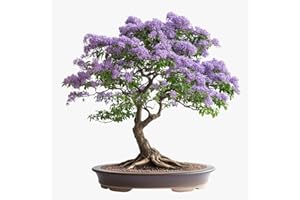 Bonsai Starter Kit – 1x Bonsai Tree | Complete Indoor Starter Kit for Growing Plants with Bonsai Seeds, Tools & Planters – Ga