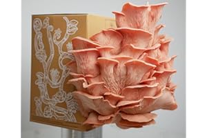 Pink Oyster Mushroom Grow Kit, Full Starter Kit with Temporary Tent, Spray Bottle and Sanitizer Wipe. Enjoy Delicious Home-Gr