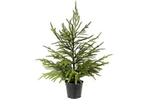 WBHome 2ft Tabletop Artificial Norfolk Pine Tree - 24" Faux Tree Potted Green for Front Porch Christmas Indoor Outdoor Decor, Ornament Decorations Inculded