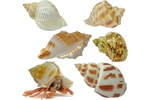 ROPTO Natural Hermit Crab Shells Set – 5 Assorted Sizes (1" - 1.4" Openings) Growth Turbo Shells, Eco-Friendly, Decorative & Functional Shells for Crab Tank Decoration & Shell Selection