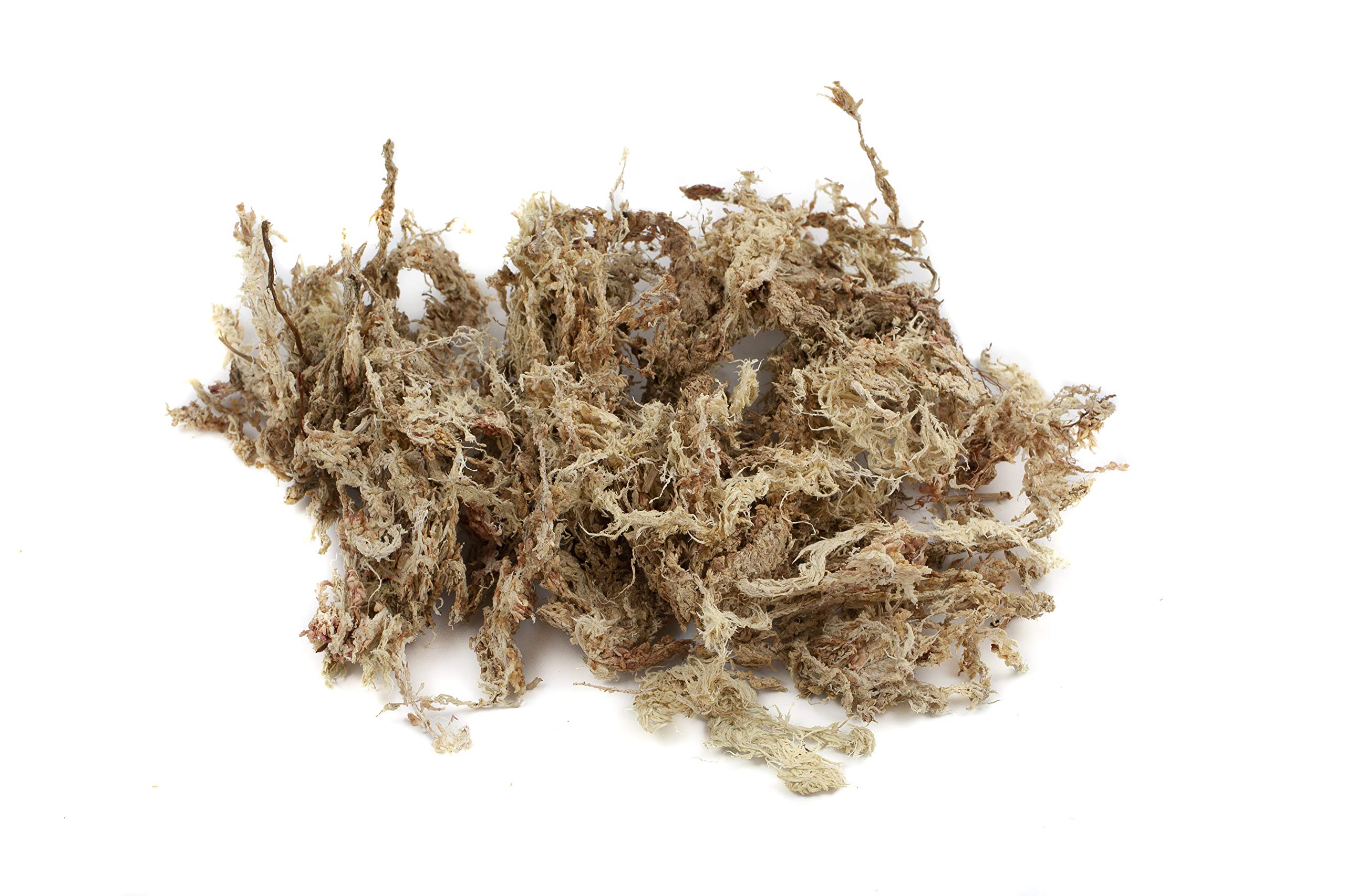 Sphagnum Moos Moosziegel aus Chile 200 g - Langfaseriges Premium Torfmoos als Substrat, für Orchideen, Zimmerpflanzen, Terrarien, Monstera & Moosstäbe 5