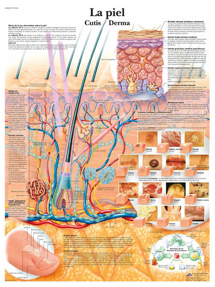 3B Scientific VR3283UU Printed on Paper, Leather