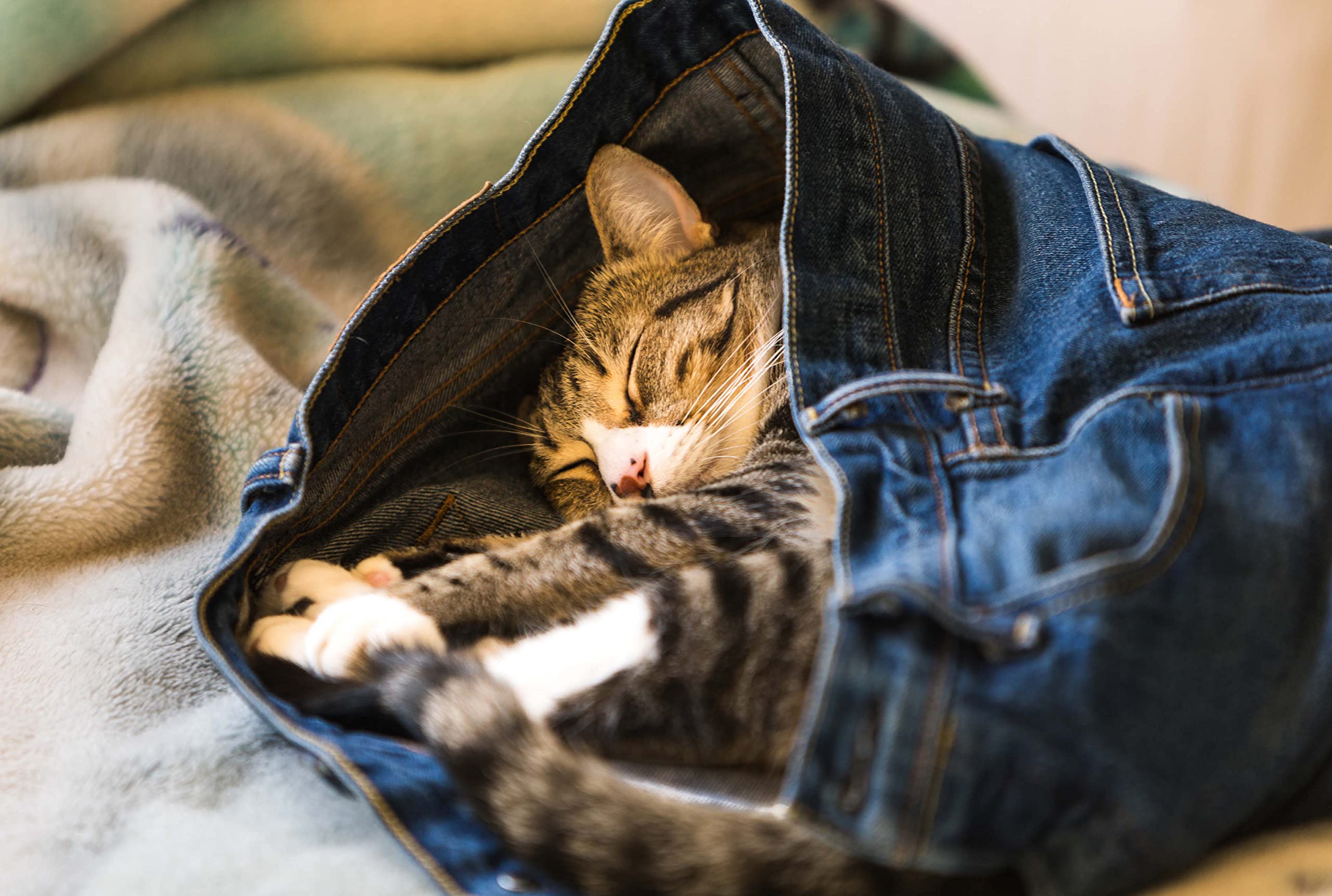 Amazon Com The Handbook For A Happy Cat Speak Their Language Decode Their Quirks And Meet Their Needs So They Ll Love You Back 9781615197101 Puts Liesbeth Books