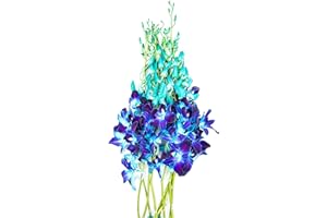 COLLECTION BY TIFFANY Fresh Dendrobium Cut Blue (Blue Sonnia) Orchids I 10stems per Bunch I Long Lasting Tropical Flowers