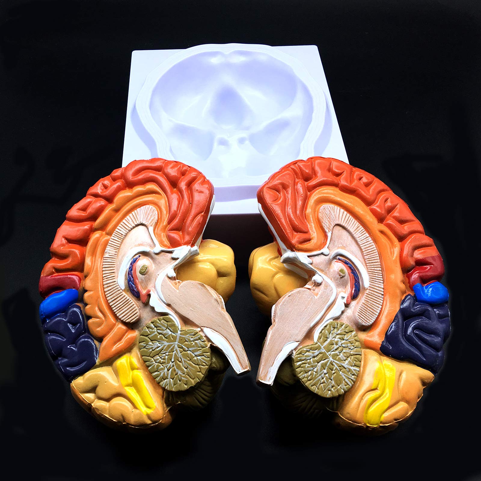 Mua Human Brain Model,Color-Coded Partitioned Brain，2 Parts ...