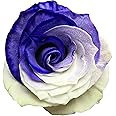 Fresh Cut Tinted Purple and White Roses from Flower Explosion -24 Stems