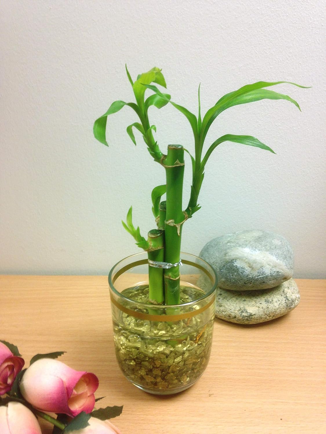 Easy Plants Arranged Lucky Bamboo In A Gold Lined Glass Vase With