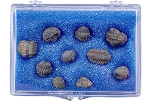 GOLDNUGGETMINER 10 Small Enrolled Trilobite Fossil Specimens from Morocco
