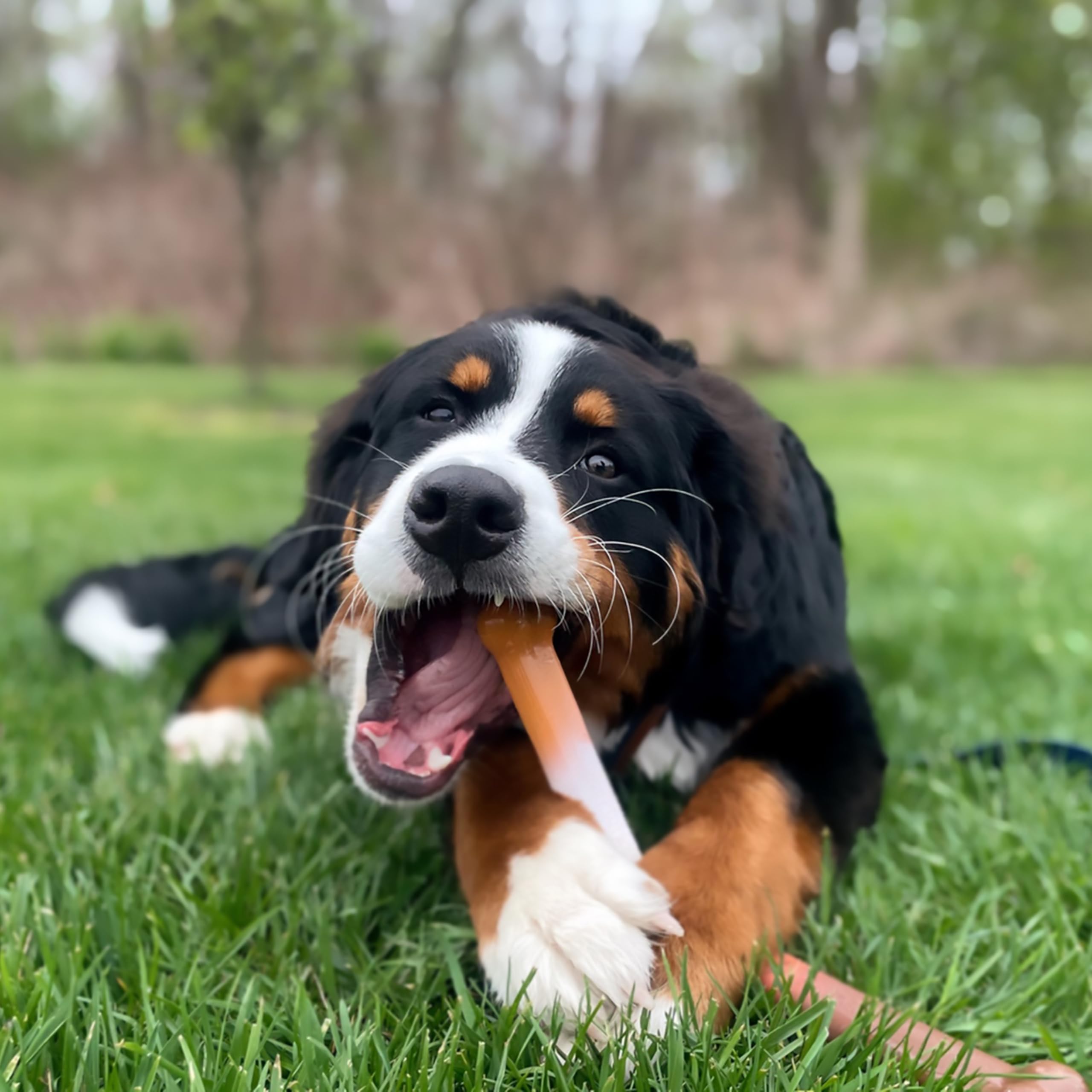 Nylabone Power Chew Original Bone Dog Chew Toys, Large, 2 Count