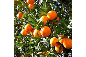 CHUXAY GARDEN Valencia Orange Fruit Tree 15 Seeds Sweet Hardy Organic Orange Cultivar Gardening Gifts Non-GMO