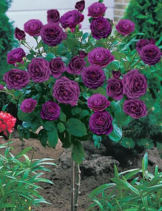 Ncient 50 Piezas Rosa Arbol Semilla, 8 Tipos Arbol Rose Semillas ...