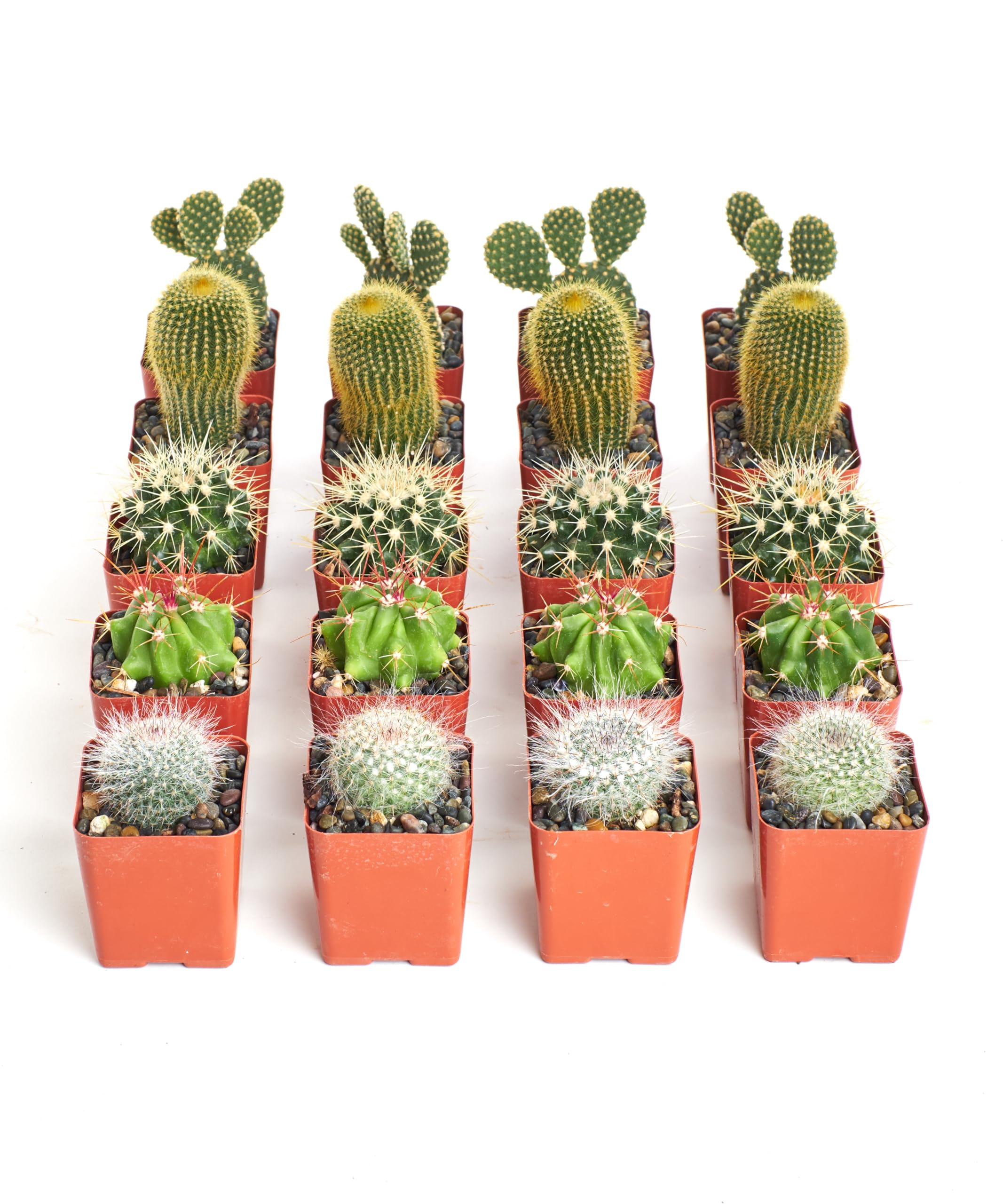 Shop Succulents Premium Live Mini Cactus Plants in Bulk 2″ Pots, Easy Care Indoor or Outdoor Gardening, Terrariums, Favors, & Contemporary Spaces with Hardy, Resilient Varieties, Pack of 32