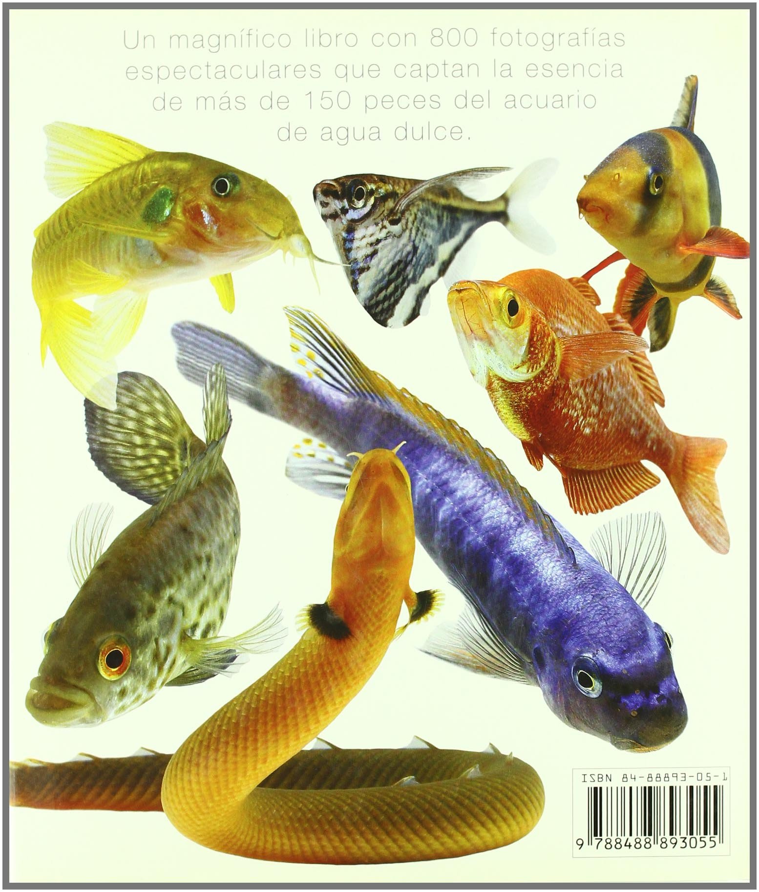 Peces pecera agua dulce Peceras Peces pecera agua dulce Peceras