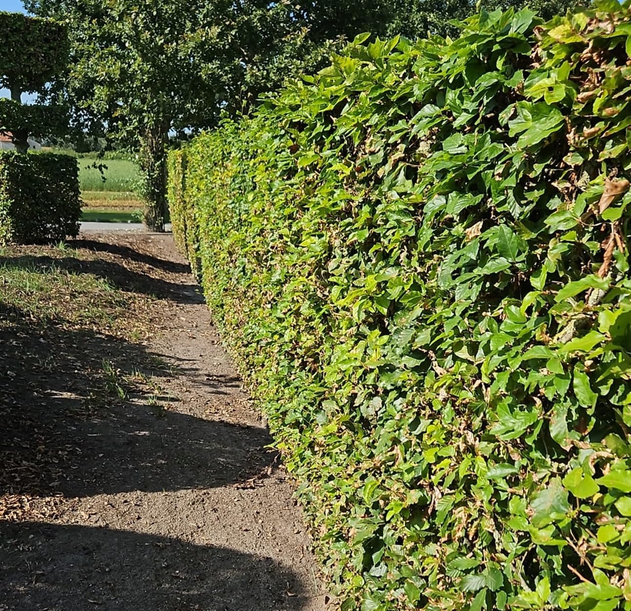 F&G Supplies 8 x 5-6 ft Tall Instant Hedge Grade A Green Beech semi Evergreen Bare Root Plants