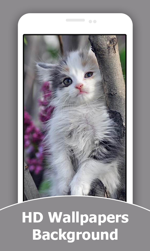 Cute Kitten HD Wallpapers And Background
