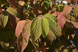 Viburnum