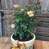 PRTECY Flueyer 2 Pcs Plant Trellis Garden Metal Support Stake 40x20cm view 5