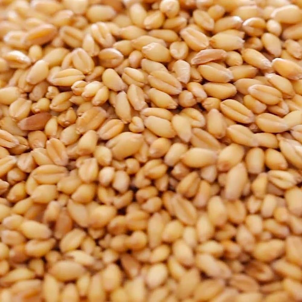 Copdock Mill Whole Wheat Chicken Feed 20kg UK Poultry Food Natural