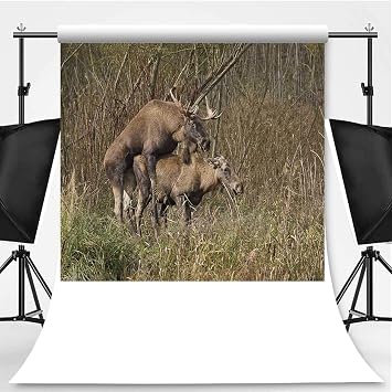 Amazon Com European Elk Copulation Alces Alc Photography