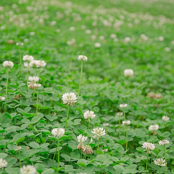 Amazon Com Outsidepride White Dutch Clover Seed Nitro Coated Inoculated 1 4 Lb Vegetable Plants Garden Outdoor