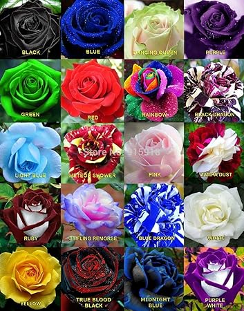 M-Tech Gardens Mixed Rare Color Rose Flower Seeds - Pack of 20 Seeds