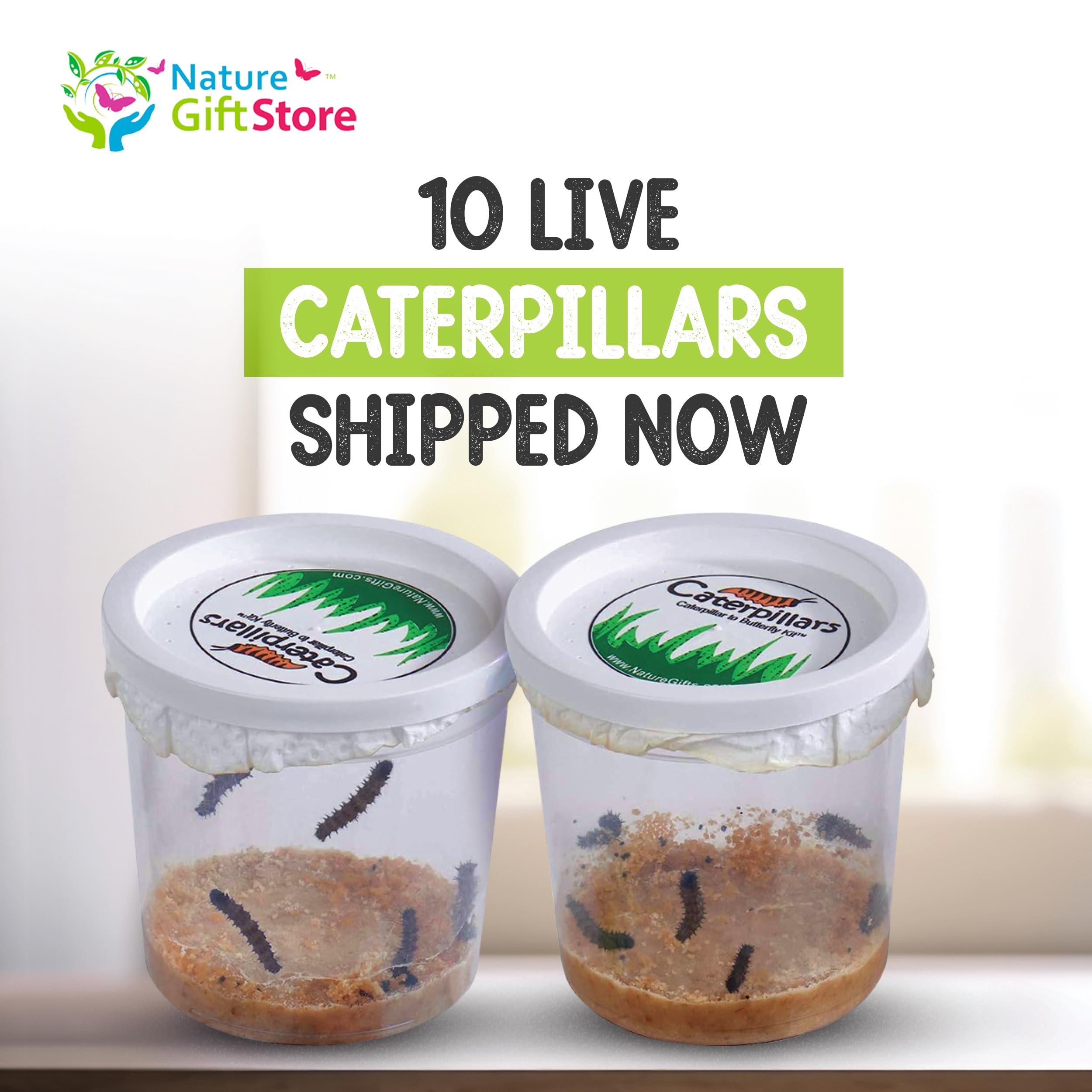 10 Live Caterpillars for Butterfly Habitat Kit - Refill for Painted Lady Butterfly Kit with Caterpillar Food, Instructions - Educational Science Kit