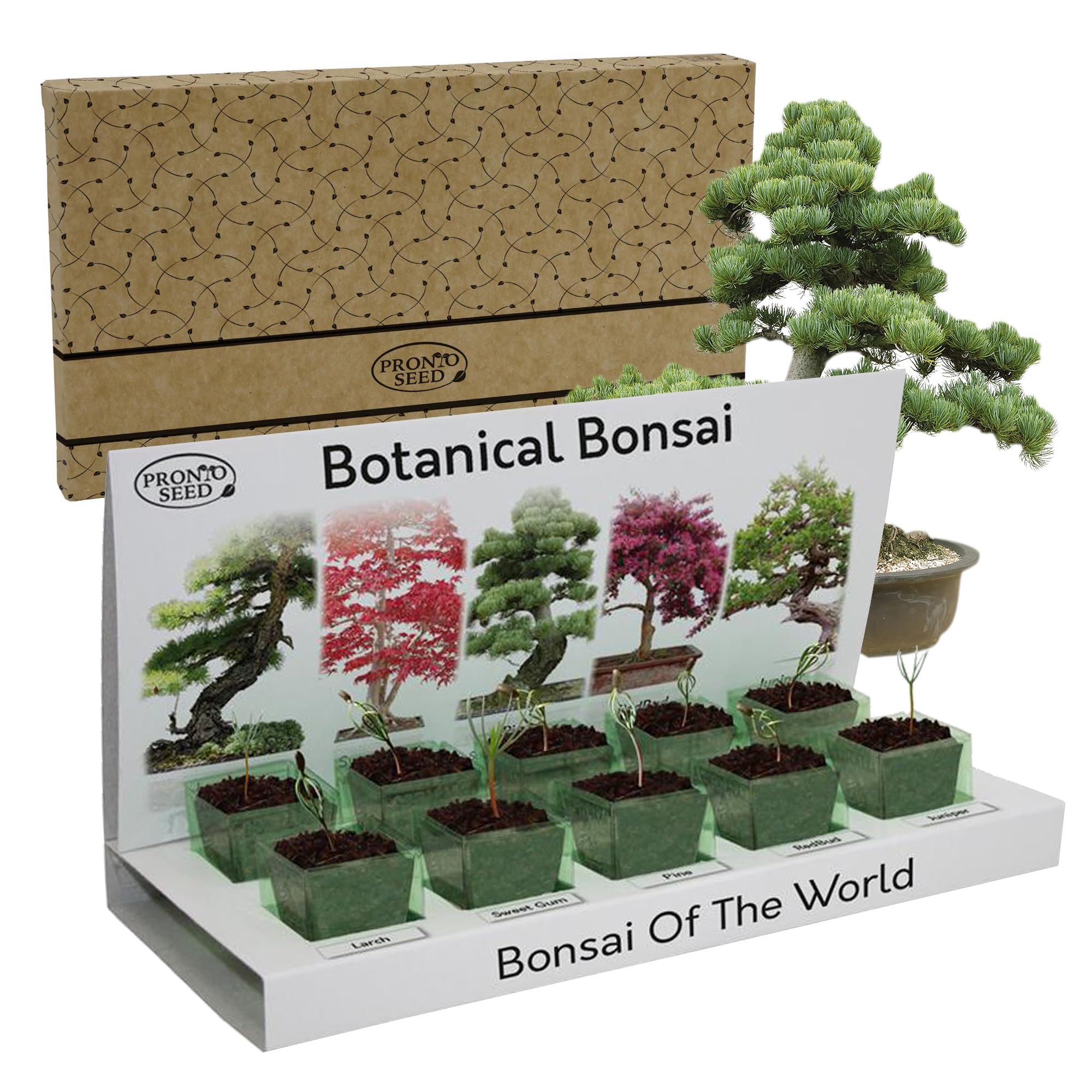 Pronto Seed Grow Your Own Bonsai Tree Kit with 5 Seed Varieties - Indoor Growing Set with Sustainable Packaging Display - Gift for Women, Men - Beginner-Friendly