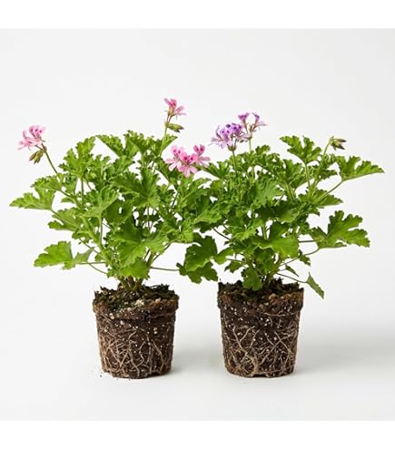 ficus indoor plant care Variegated Ficus Tineke: Live Indoor Plant for Plant Lovers - Ficus  Elastica - (6 Pot)  Easy Plant Care  Ficus Tree