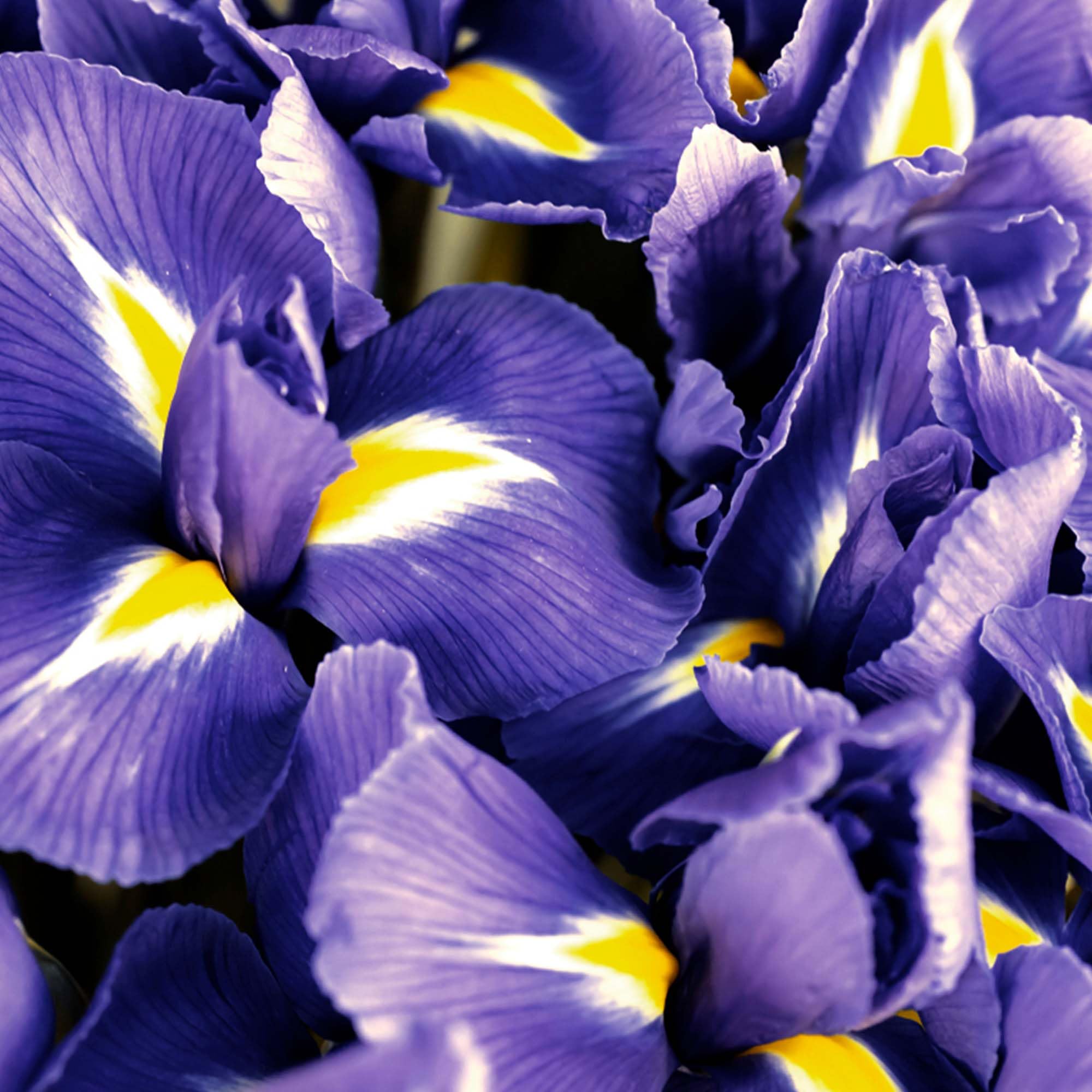 RALPH LAUREN FRAGRANCES - Polo Blue - Eau de Parfum - Men's Cologne - Aquatic & Fresh - With Citrus, Bergamot, and Vetiver - Medium Intensity