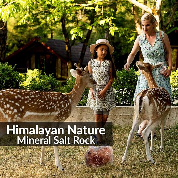 HIMALAYAN NATURE ANIMAL LICKING PINK SALT ROCK LICK DEER| 5 POUND