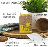 Gift Republic Grow Me Be Happy Sunflower Grow Kit Pack of 2 view 6