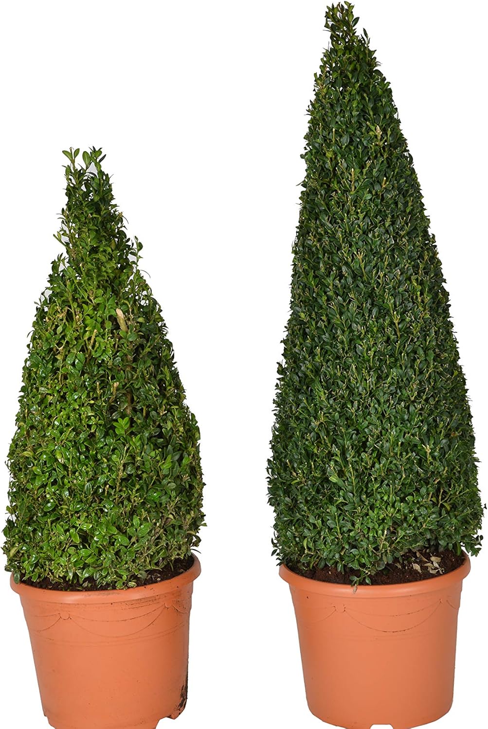Extra Large Buxus Cone Topiary Plant (85cm Tall) Amazon.co.uk Garden