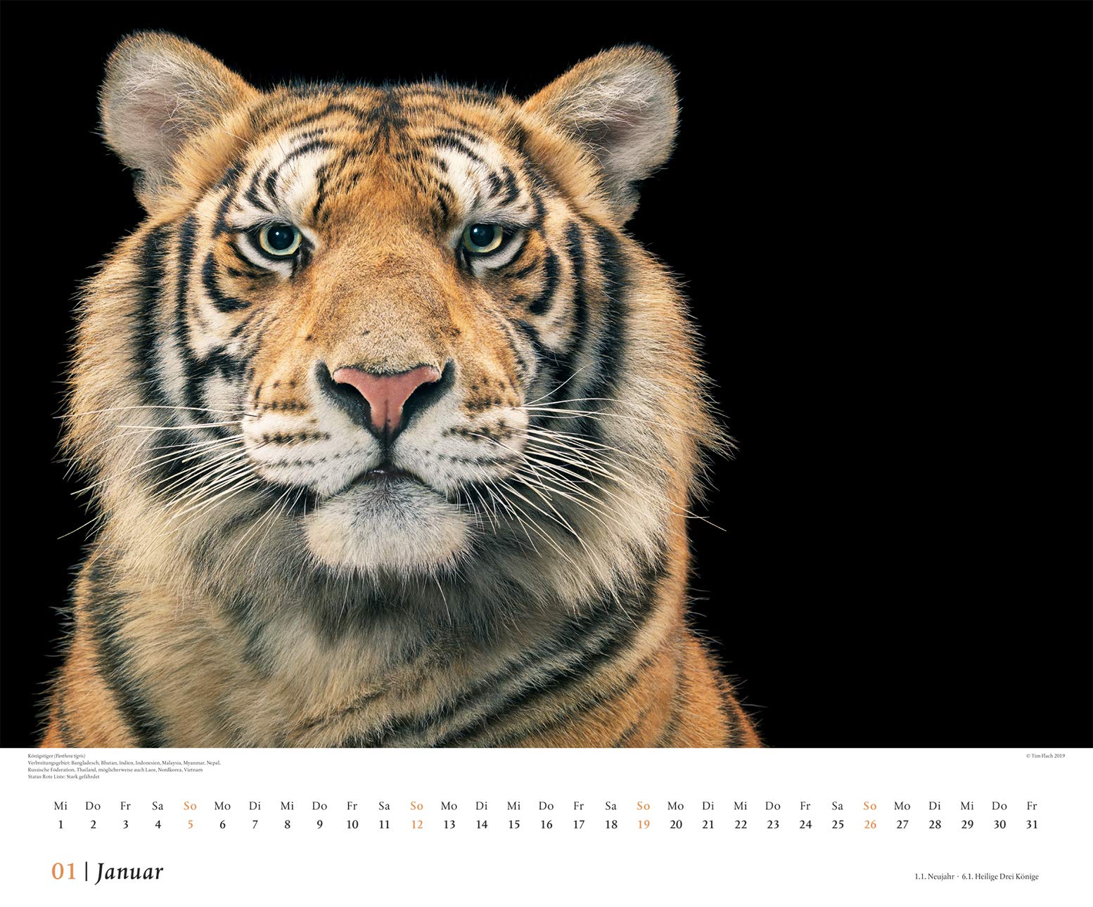 Tim Flach Portrats Bedrohter Tiere 2020 Wandkalender Amazon Co Uk Books