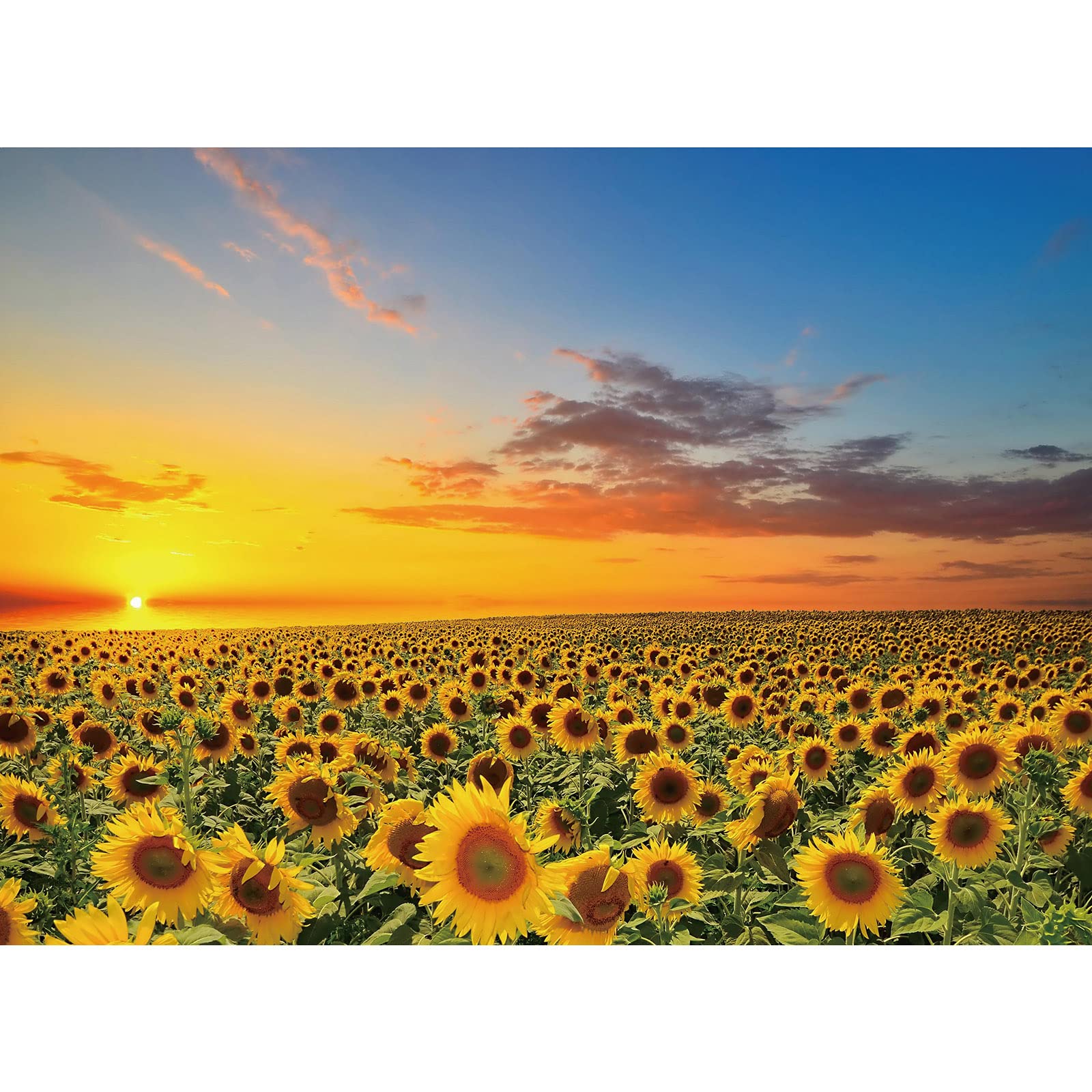 Photo 1 of 1000 Pieces Puzzles for Adults, Sunflower Jigsaw Puzzle 1000 Piece Sunflower Fields Puzzles for Adult, 1000 Pieces Jigsaw Puzzle for Adults Seniors Teens Challenging Puzzle Gift