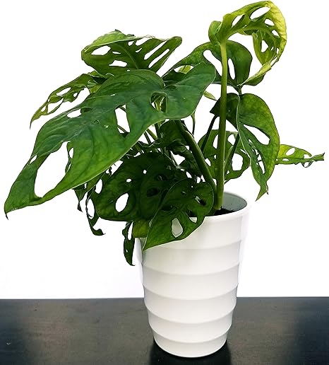 Monstera Obliqua Monkey Philodendron With Circles Concentriciaso Ceramica White Real Plant Amazon Co Uk Garden Outdoors